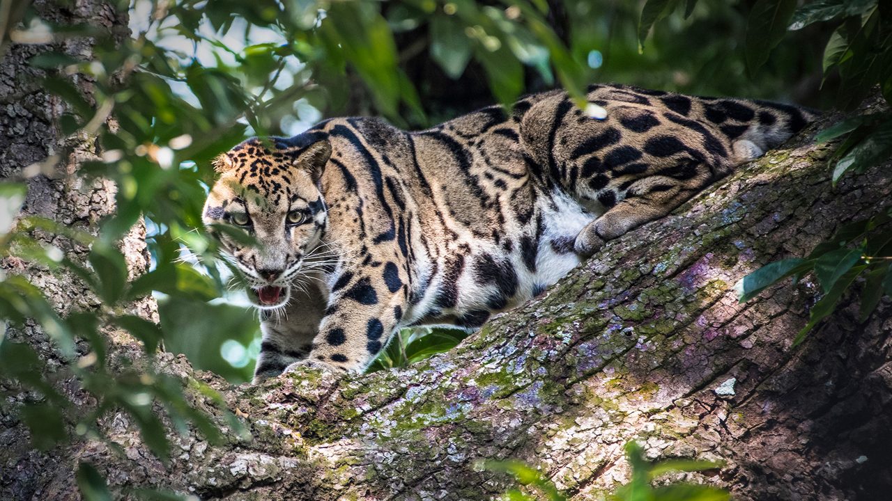 Sipahijola Wildlife Sanctuary